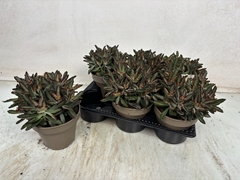 Kalanchoe Tomentosa 14Ø 25cm