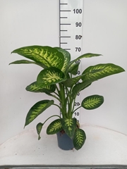 Dieffenbachia Tropic Snow 17Ø 65cm