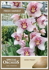 Cymbidium Miss Piggy 80cm