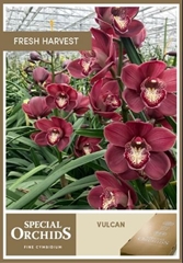 Cymbidium Vulcano 60cm