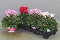 Cyclamen Super Serie Xl 13Ø 30cm