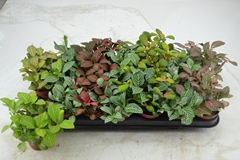 Fittonia Mix 7 Colours 8Ø 12cm