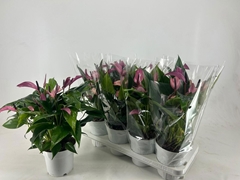 Anthurium Zizou 14Ø 37cm