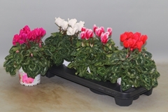 Cyclamen Super Serie Xl 13Ø 30cm