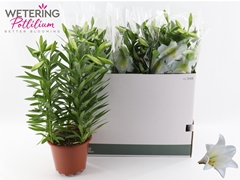 Lilium Miracle 19Ø 55cm