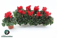 Cyclamen Super Serie Allure 10Ø 20cm