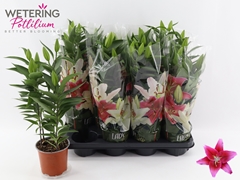 Lily Oriental Sunny Keys 13Ø 49cm