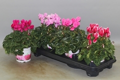 Cyclamen Super Serie Xl 13Ø 30cm
