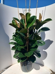 Ficus Robusta 35Ø 100cm