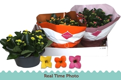 Kalanchoe Single Mix 3 Colours 23Ø 25cm