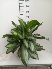 Aglaonema Silver Bay 21Ø 55cm