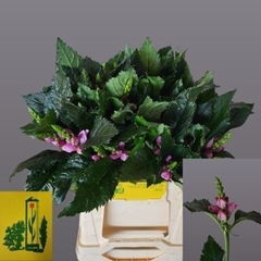 Chelone Obliqua 40cm