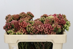Brunia Laevis Red 50cm