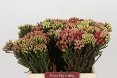 Brunia Laevis Red 40cm