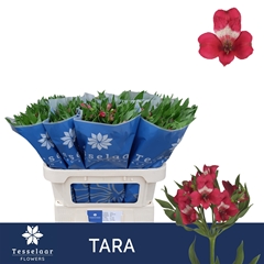 Alstroemeria Tara 75cm 45gr.