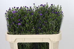 Aster Casamare 70cm 30gr.