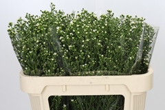 Aster Paquita 70cm 25gr.