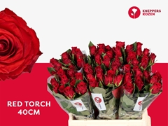 Rosa Red Torch 40cm
