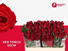 Rosa Red Torch 50cm