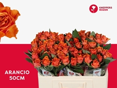Rosa Arancio@ 50cm