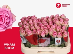 Rosa Wham 60cm