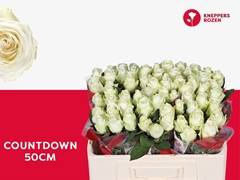 Rosa Countdown! 50cm