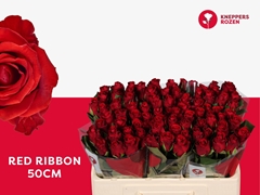 Rosa Red Ribbon 50cm