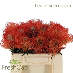 Leucospermum Succession 30cm