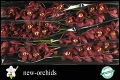 Cymbidium Priwine 80cm
