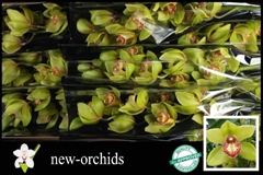 Cymbidium Melissa 60cm