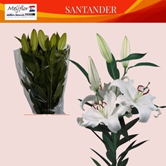 Lily Oriental Santander 55cm 1+