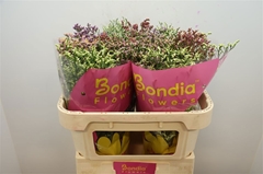 Limonium Sinense Diamond Mix 70cm 25gr.