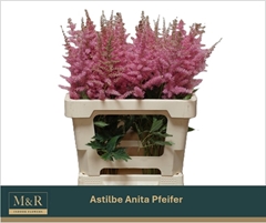 Astilbe Anita Pfeifer 60cm