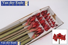 Hippeastrum Mini Rapido 50cm