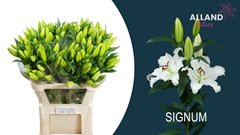Lily Oriental Signum 90cm 4+
