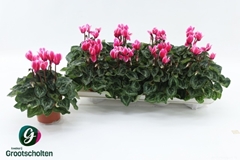 Cyclamen Super Serie Compact Fuji 10Ø 25cm