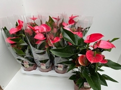 Anthurium Melito 17Ø 60cm