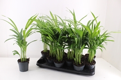 Dypsis Lutescens 10Ø 45cm