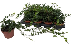 Hedera Helix Shamrock 13Ø 50cm