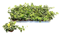Hedera Helix White Ripple 8Ø 15cm
