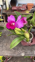 Cattleya 12Ø 40cm