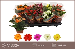 Kalanchoe Double Mix 10Ø 23cm