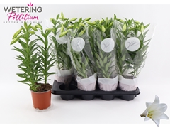 Lilium Miracle 13Ø 47cm