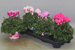 Cyclamen Super Serie Xl 13Ø 30cm