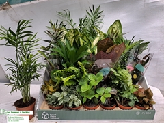 Houseplants Mix 8Ø 10cm