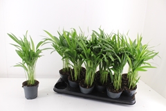 Dypsis Lutescens 10Ø 40cm