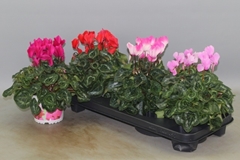 Cyclamen Super Serie Xl 13Ø 30cm
