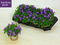 Campanula Porto 11Ø 20cm