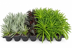 Houseplants Mix 7Ø 20cm