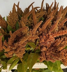 Amaranthus Cruentus Hot Biscuits 75cm